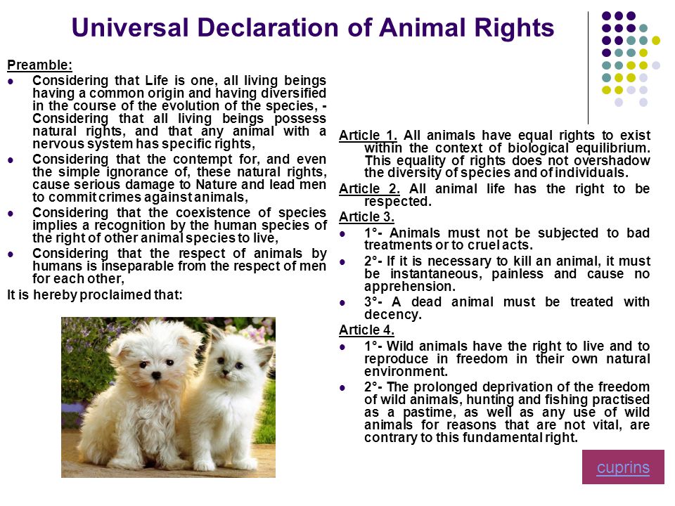 Animal Protection Educational Guide. Content Universal Declaration of Animal  Rights – page 1 Universal Declaration of Animal Rights – page 2 Dogs:  brushing, - ppt download