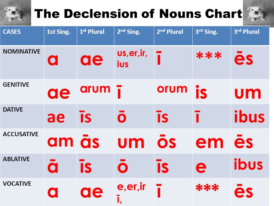 Latin Declensions And Conjugations Chart