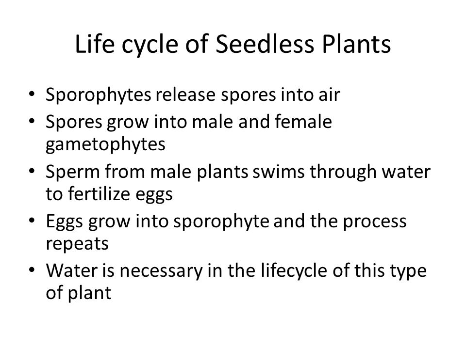 Life cycle of Seedless Plants Sporophytes release spores into air Spores grow into male and female gametophytes Sperm from male plants swims through water to fertilize eggs Eggs grow into sporophyte and the process repeats Water is necessary in the lifecycle of this type of plant