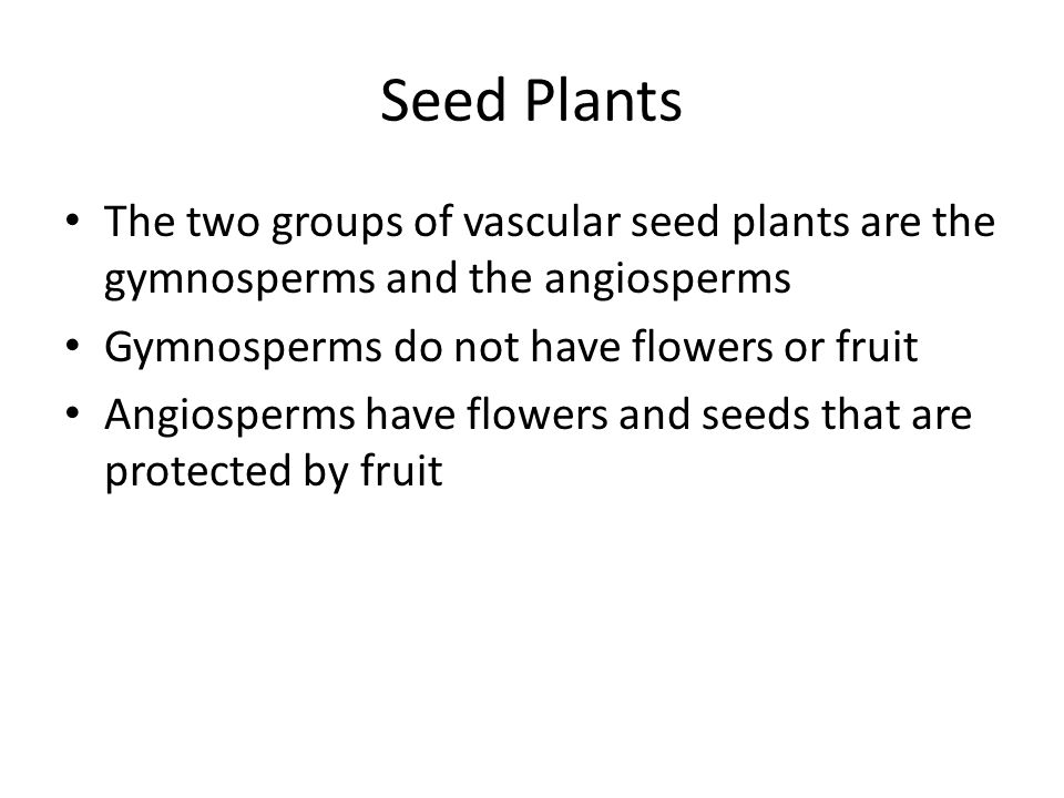 Seed Plants The two groups of vascular seed plants are the gymnosperms and the angiosperms Gymnosperms do not have flowers or fruit Angiosperms have flowers and seeds that are protected by fruit