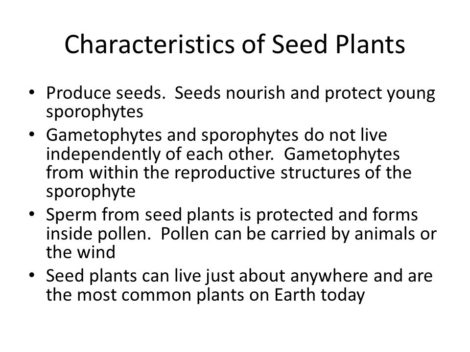 Characteristics of Seed Plants Produce seeds.