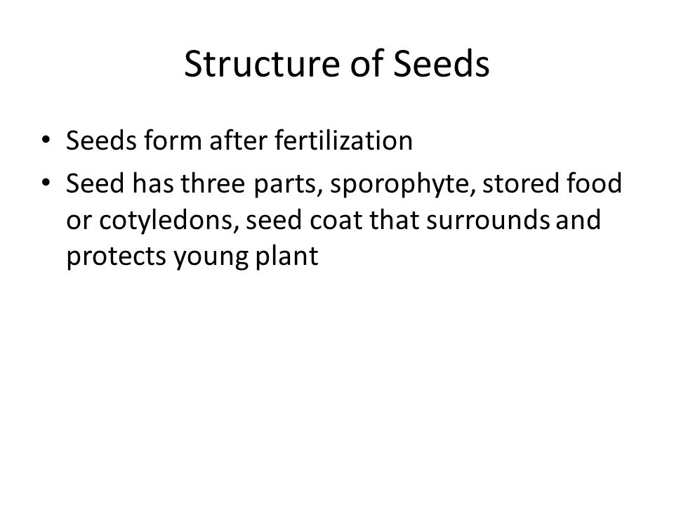 Structure of Seeds Seeds form after fertilization Seed has three parts, sporophyte, stored food or cotyledons, seed coat that surrounds and protects young plant