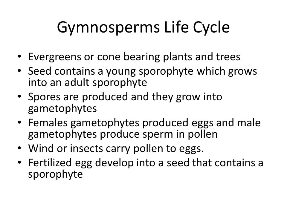 Gymnosperms Life Cycle Evergreens or cone bearing plants and trees Seed contains a young sporophyte which grows into an adult sporophyte Spores are produced and they grow into gametophytes Females gametophytes produced eggs and male gametophytes produce sperm in pollen Wind or insects carry pollen to eggs.