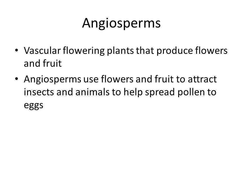 Angiosperms Vascular flowering plants that produce flowers and fruit Angiosperms use flowers and fruit to attract insects and animals to help spread pollen to eggs