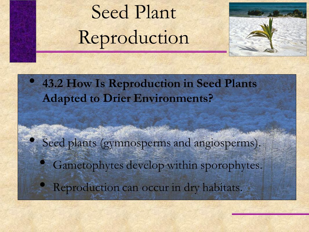 43.2 How Is Reproduction in Seed Plants Adapted to Drier Environments.