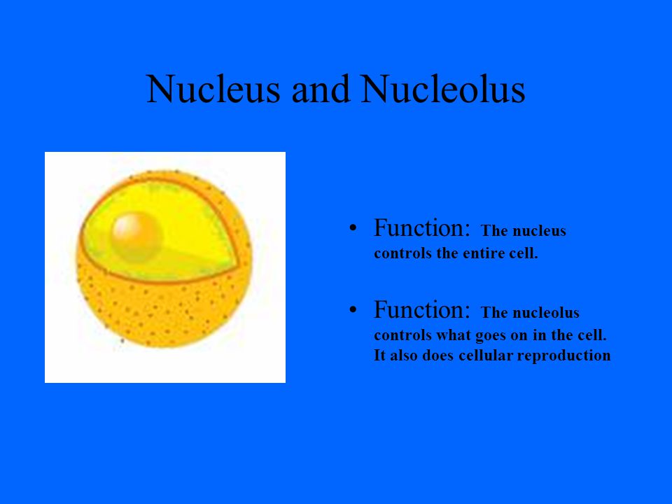 Animal Cell Created by 2 BIO 11 Students Animal Cell Model. - ppt download