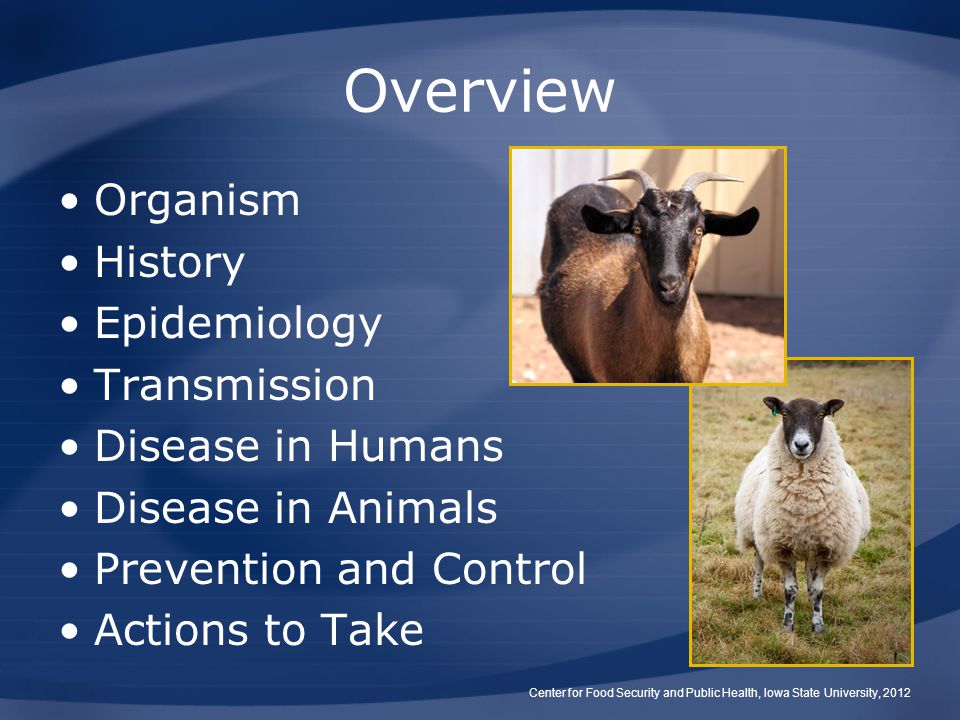 Ovine And Caprine Brucellosis Brucella Melitensis Undulant Fever Malta Fever Mediterranean Fever Contagious Abortion Ppt Download
