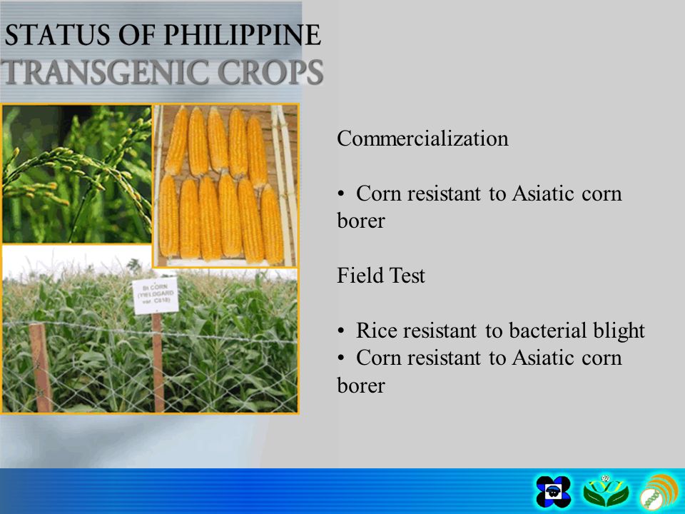 Commercialization Corn resistant to Asiatic corn borer Field Test Rice resistant to bacterial blight Corn resistant to Asiatic corn borer