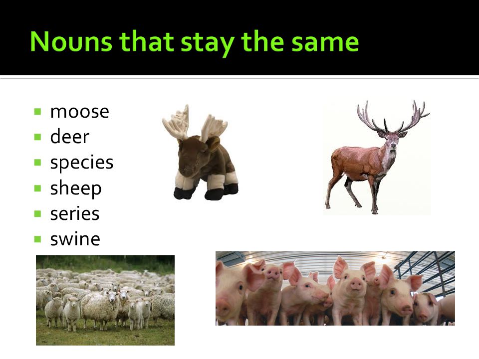  moose  deer  species  sheep  series  swine