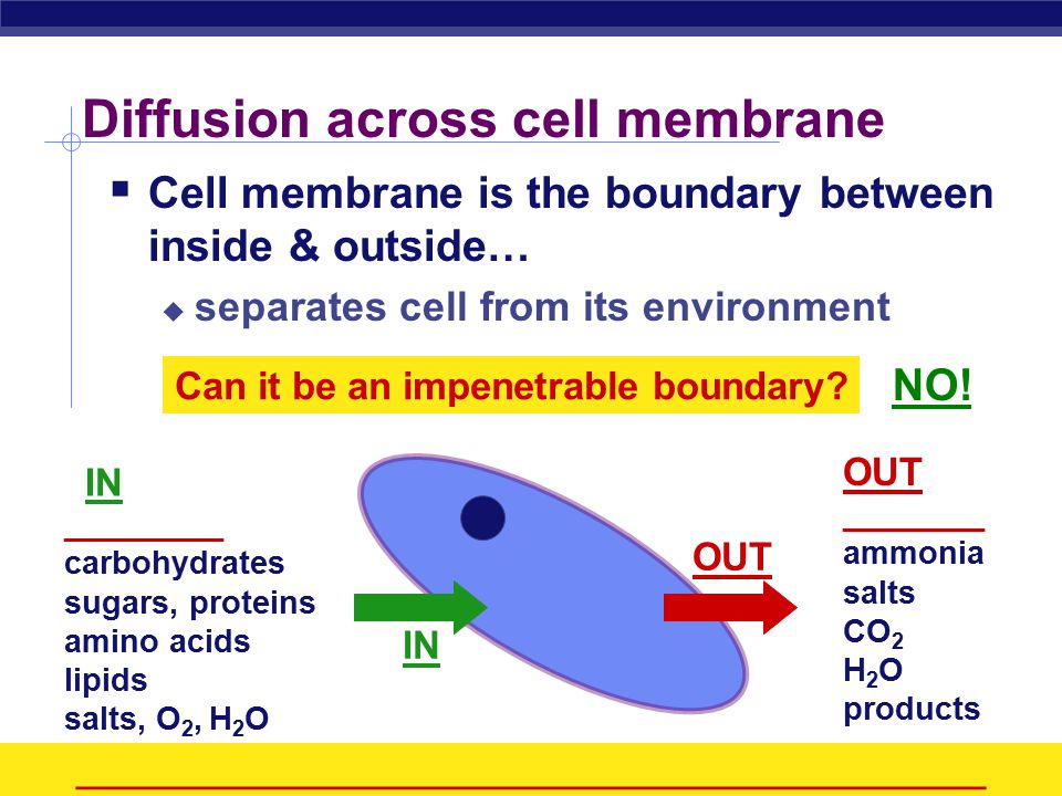 ap biology movement across the cell membrane ppt download movement across the cell membrane