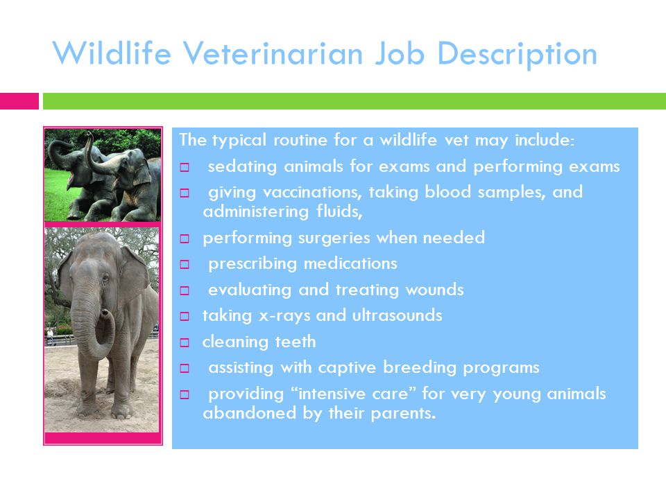 Wildlife Veterinarian Job Description The typical routine for a wildlife vet may include:  sedating animals for exams and performing exams  giving vaccinations, taking blood samples, and administering fluids,  performing surgeries when needed  prescribing medications  evaluating and treating wounds  taking x-rays and ultrasounds  cleaning teeth  assisting with captive breeding programs  providing intensive care for very young animals abandoned by their parents.