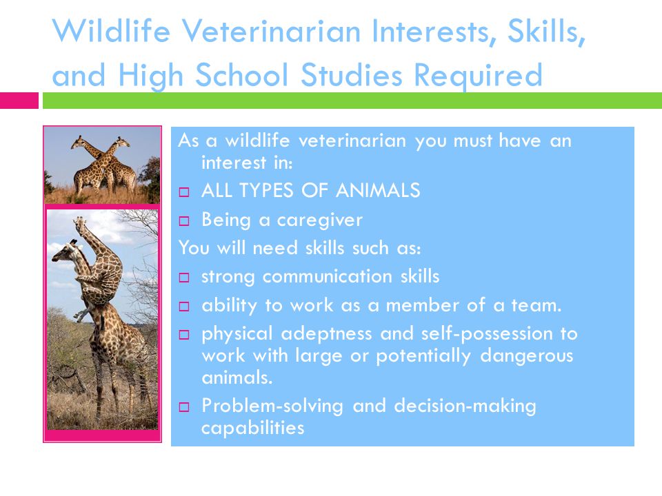 Wildlife Veterinarian Interests, Skills, and High School Studies Required As a wildlife veterinarian you must have an interest in:  ALL TYPES OF ANIMALS  Being a caregiver You will need skills such as:  strong communication skills  ability to work as a member of a team.