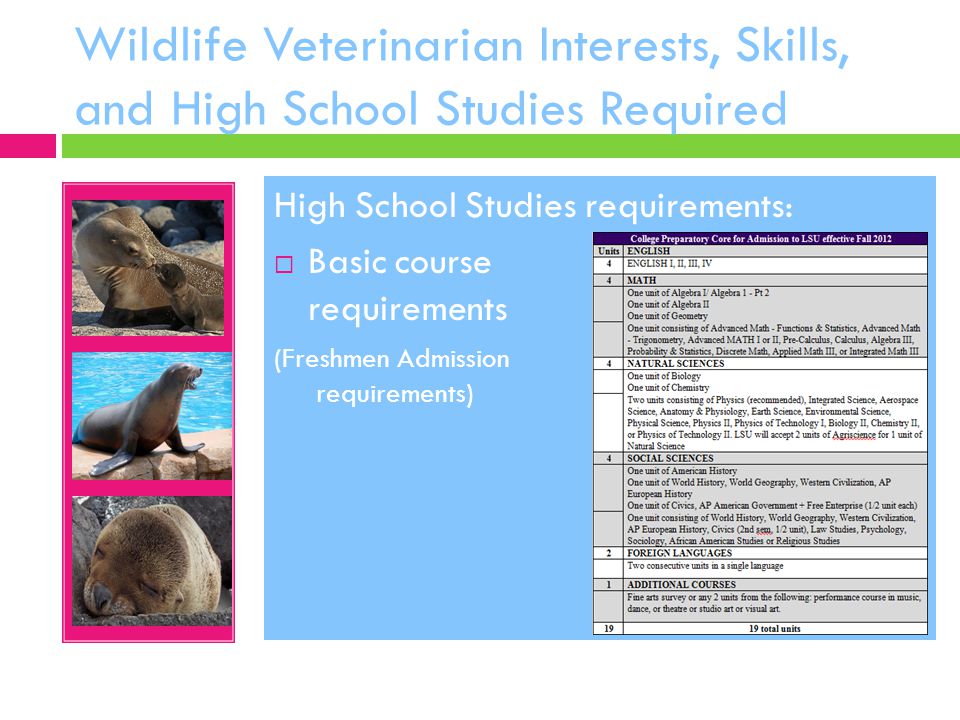 Wildlife Veterinarian Interests, Skills, and High School Studies Required High School Studies requirements:  Basic course requirements (Freshmen Admission requirements)
