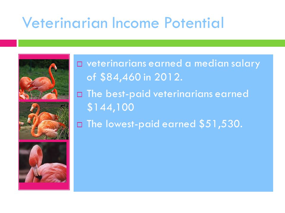 Veterinarian Income Potential  veterinarians earned a median salary of $84,460 in 2012.