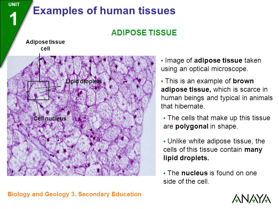 Adipose Tissue Biology