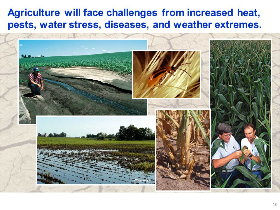 10 Agriculture will face challenges from increased heat, pests, water stress, diseases, and weather extremes.