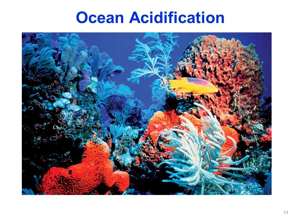14 Ocean Acidification