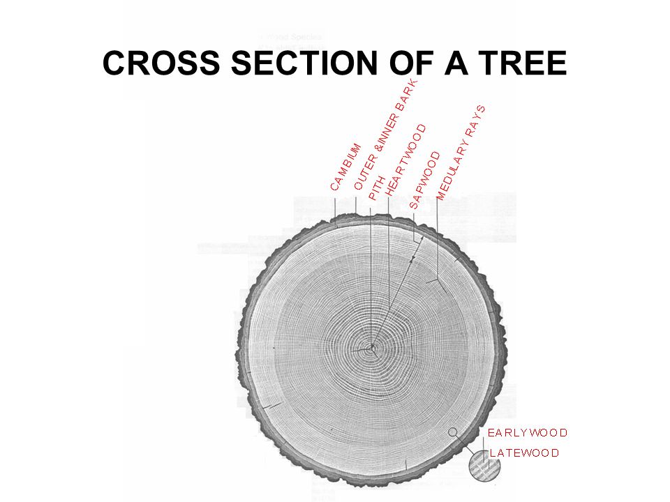 CROSS SECTION OF A TREE
