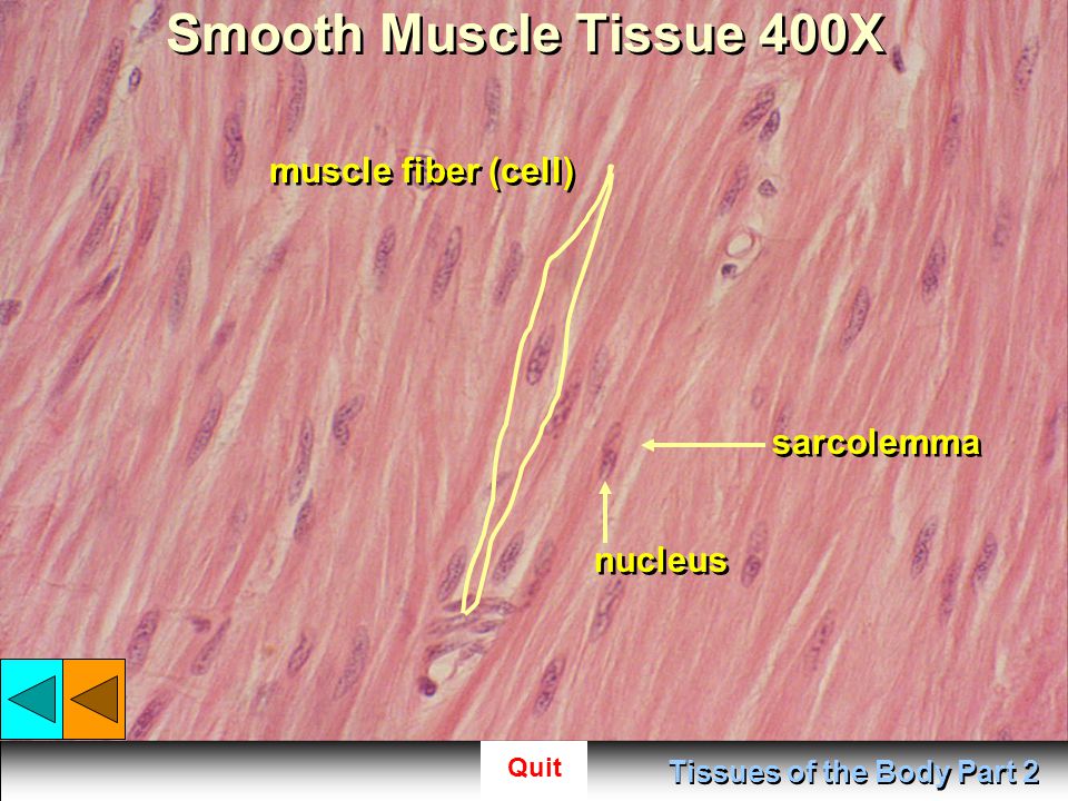 Quit Tissues Of The Body Part 2 Tissues Of The Body Part 2 Start