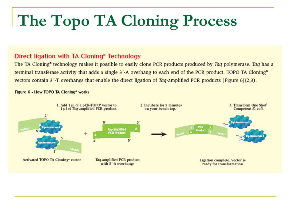 The Topo TA Cloning Process