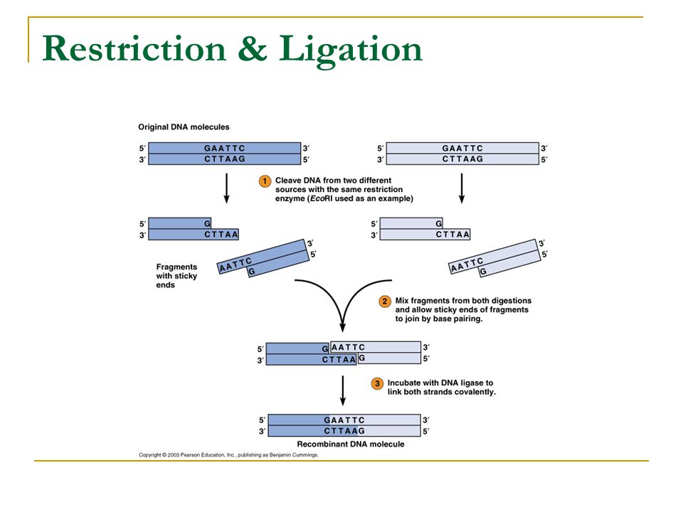 Restriction & Ligation