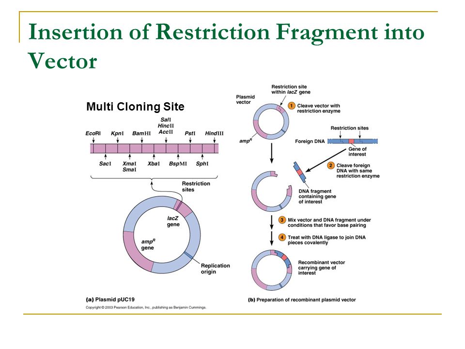 Insertion of Restriction Fragment into Vector Multi Cloning Site
