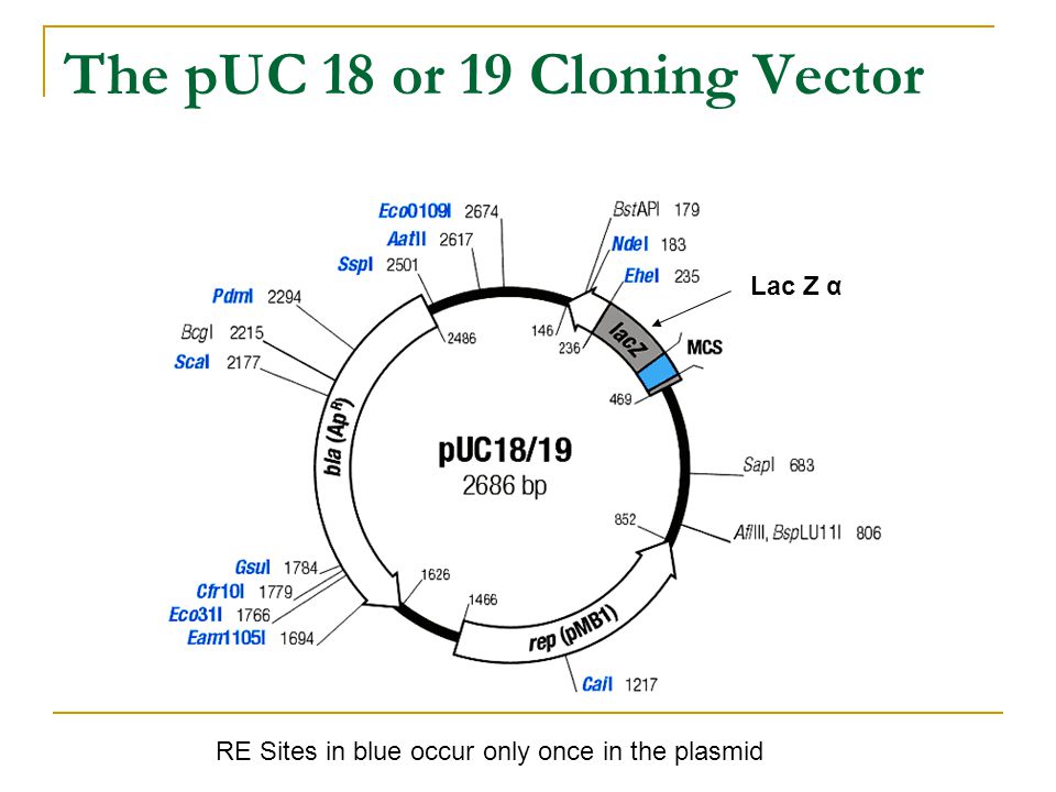 The pUC 18 or 19 Cloning Vector RE Sites in blue occur only once in the plasmid Lac Z α