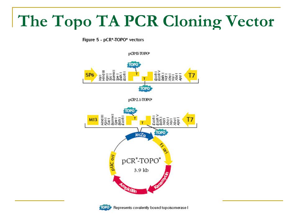 The Topo TA PCR Cloning Vector