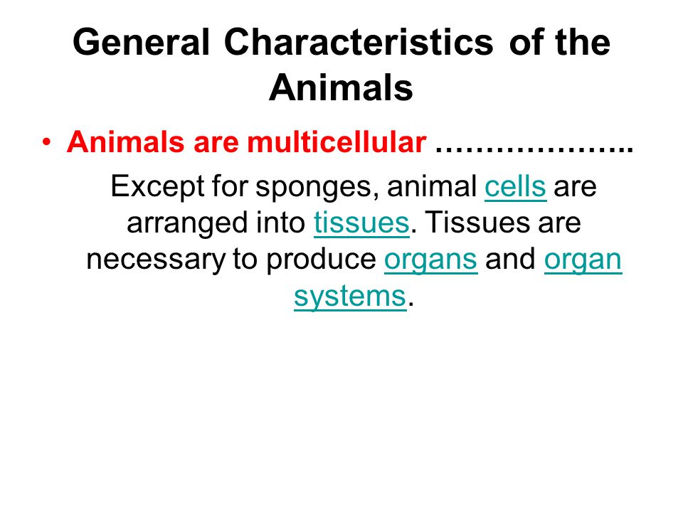 Zoology The Study of Animals. General Characteristics of the Animals Animals  are multicellular ……………….. Except for sponges, animal cells are arranged. -  ppt download