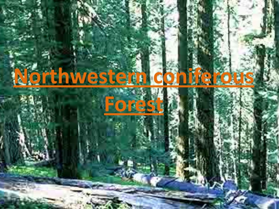 Northwestern coniferous Forest