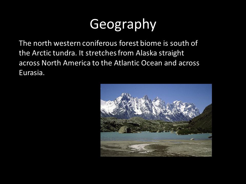 Geography The north western coniferous forest biome is south of the Arctic tundra.
