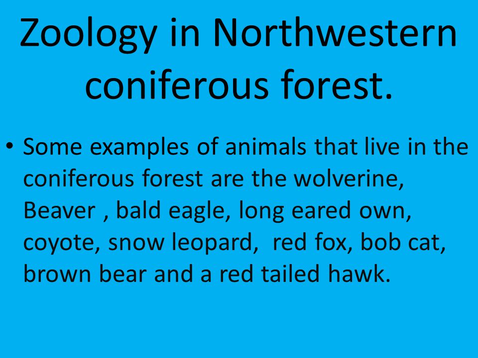 Zoology in Northwestern coniferous forest.