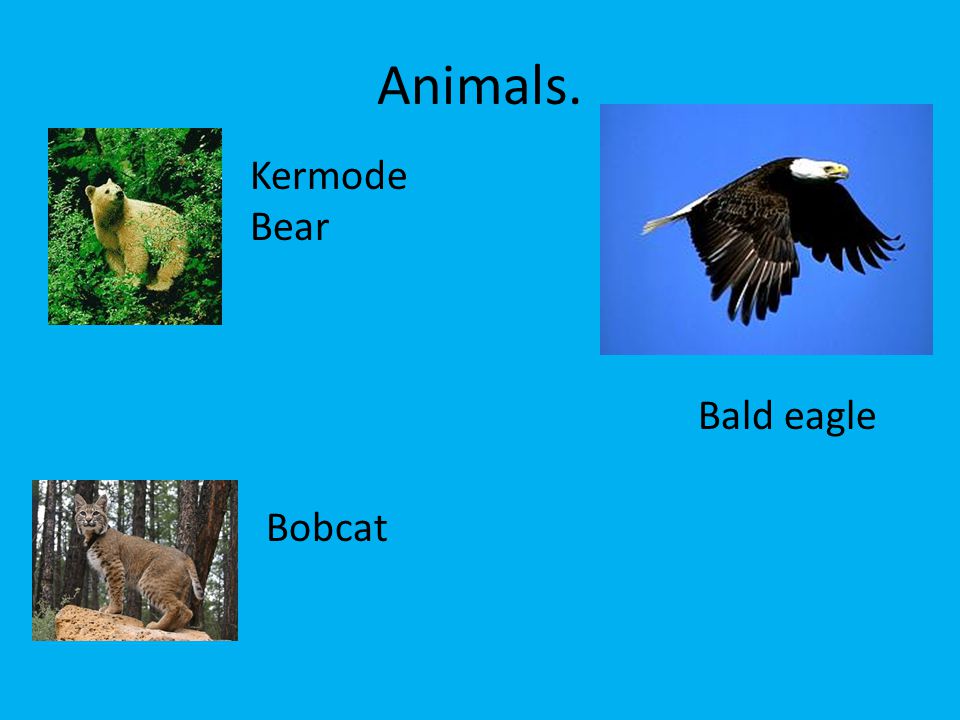 Animals. Kermode Bear Bobcat Bald eagle