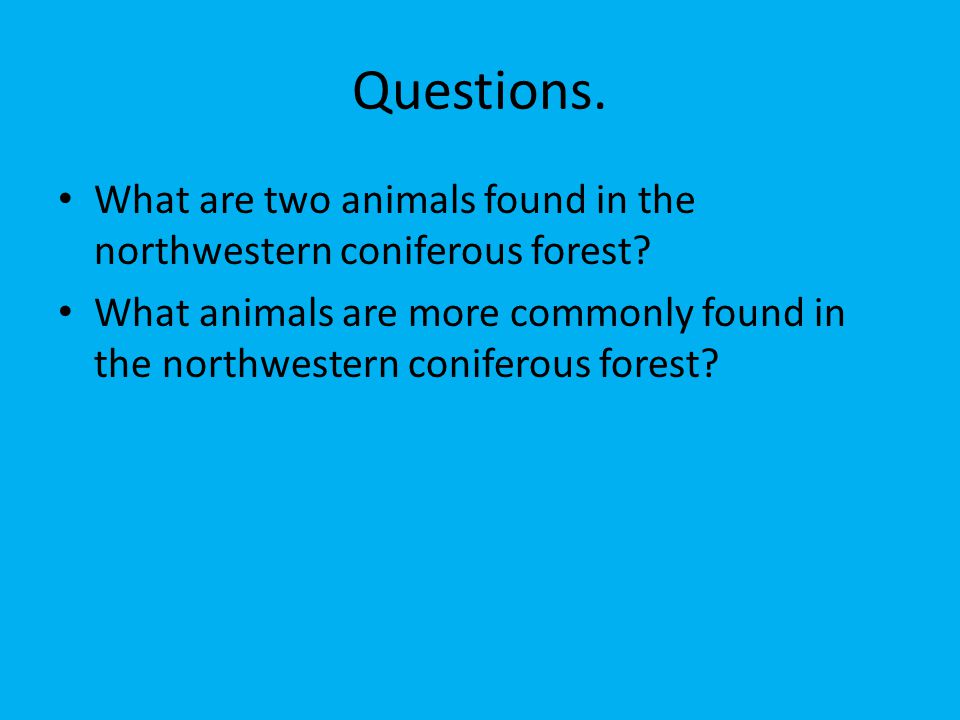Questions. What are two animals found in the northwestern coniferous forest.