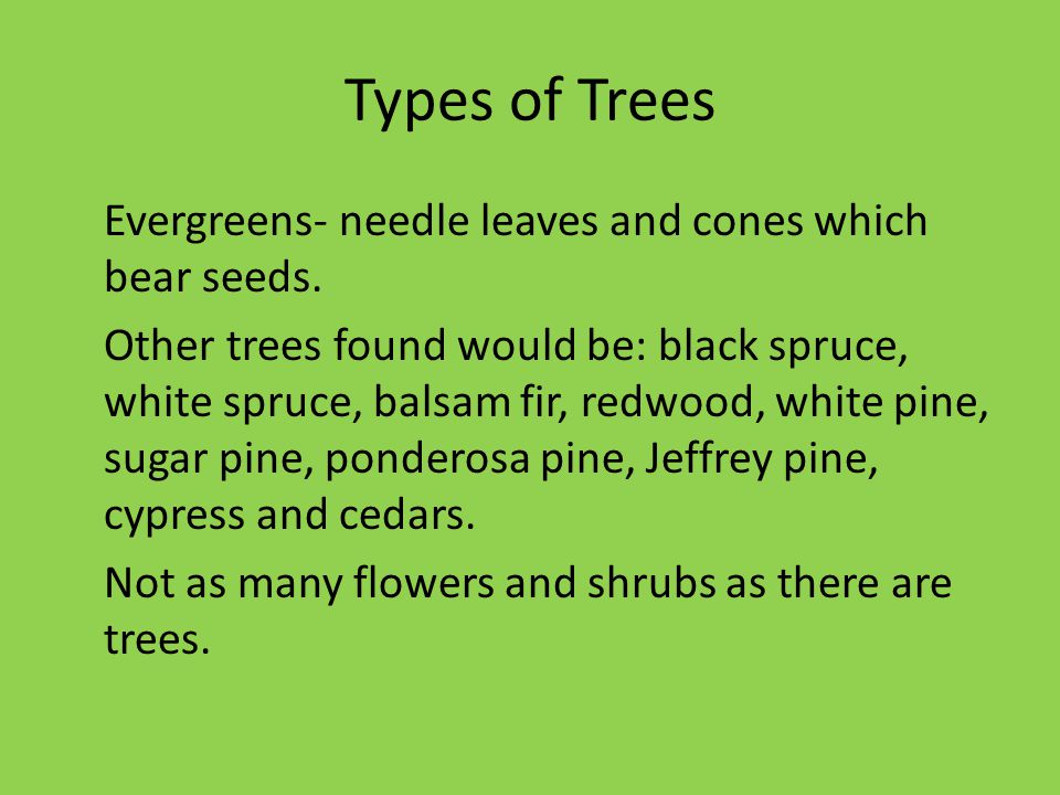 Types of Trees Evergreens- needle leaves and cones which bear seeds.
