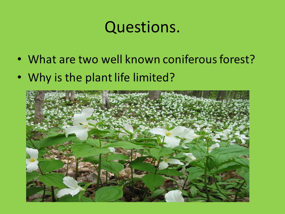 Questions. What are two well known coniferous forest Why is the plant life limited
