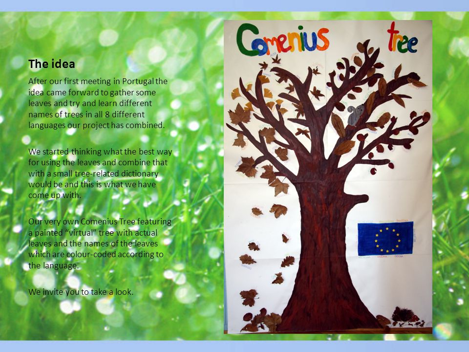 The idea After our first meeting in Portugal the idea came forward to gather some leaves and try and learn different names of trees in all 8 different languages our project has combined.