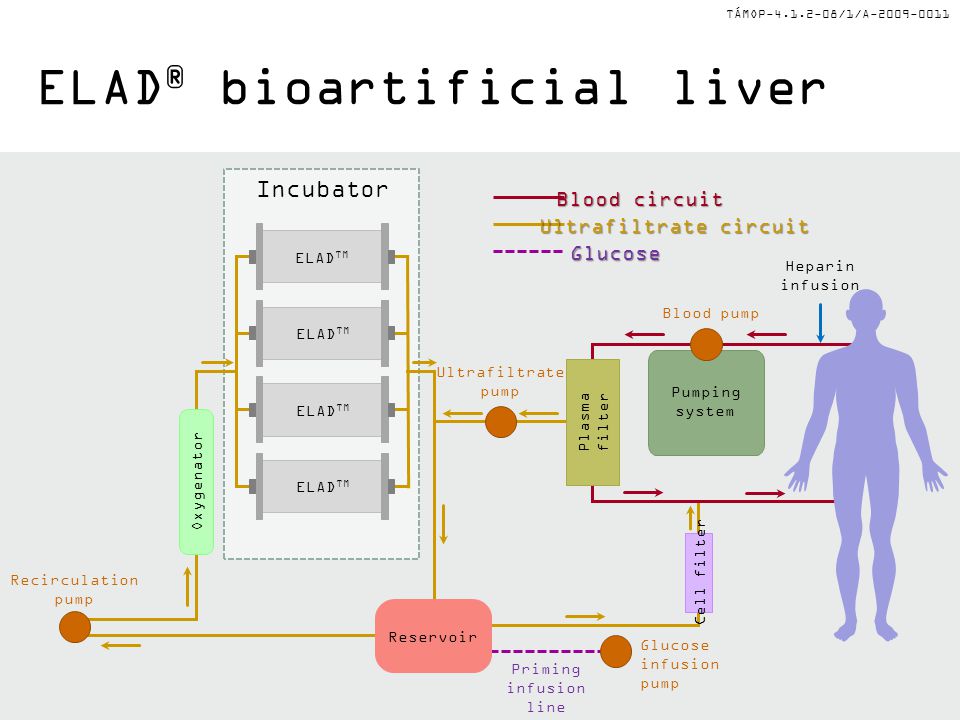 TÁMOP /1/A ELAD ® bioartificial liver Blood circuit Ultrafiltrate circuit Glucose ELAD TM Plasma filter Oxygenator Pumping system Reservoir Blood pump Ultrafiltrate pump Recirculation pump Glucose infusion pump Priming infusion line Heparin infusion Incubator Cell filter