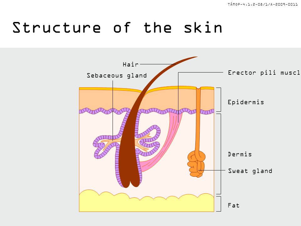 TÁMOP /1/A Structure of the skin Epidermis Dermis Fat Sweat gland Erector pili muscle Hair Sebaceous gland