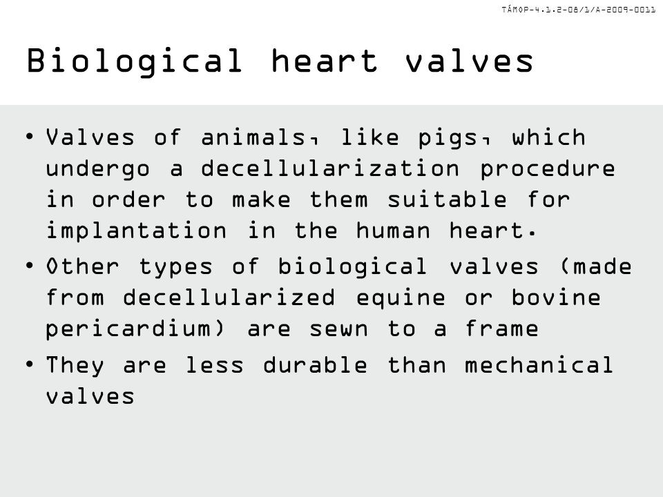 TÁMOP /1/A Biological heart valves Valves of animals, like pigs, which undergo a decellularization procedure in order to make them suitable for implantation in the human heart.
