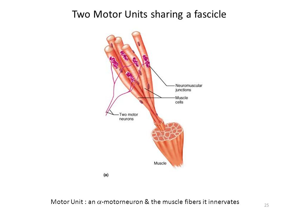 25 Two Motor Units sharing a fascicle Motor Unit : an  -motorneuron & the muscle fibers it innervates