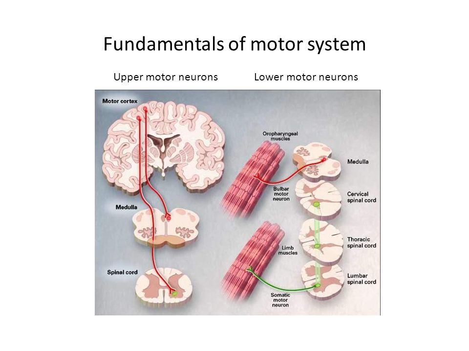 Fundamentals of motor system Upper motor neuronsLower motor neurons