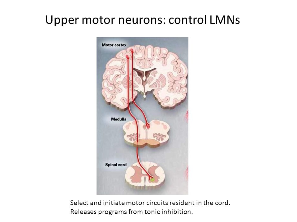Upper motor neurons: control LMNs Select and initiate motor circuits resident in the cord.