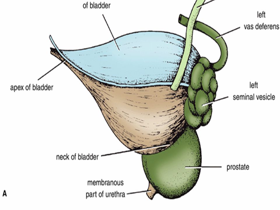 Мочевой пузырь печень. Urinary bladder. Мочевой пузырь анатомия. Наполненный мочевой пузырь. Мочевой пузырь в разрезе.