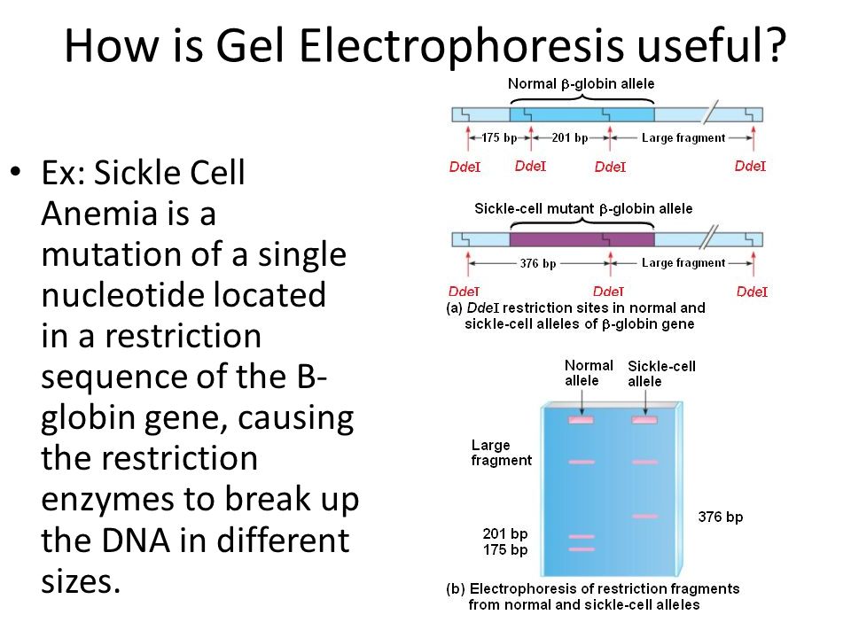 How is Gel Electrophoresis useful.