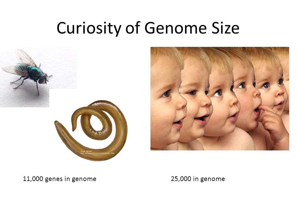 Curiosity of Genome Size 11,000 genes in genome25,000 in genome