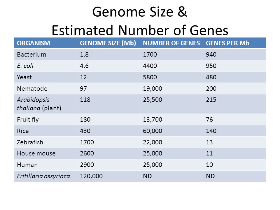 Genome Size & Estimated Number of Genes ORGANISMGENOME SIZE (Mb)NUMBER OF GENESGENES PER Mb Bacterium E.