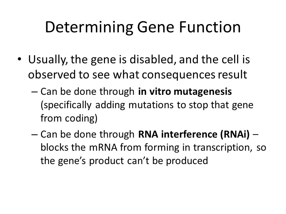 Determining Gene Function Usually, the gene is disabled, and the cell is observed to see what consequences result – Can be done through in vitro mutagenesis (specifically adding mutations to stop that gene from coding) – Can be done through RNA interference (RNAi) – blocks the mRNA from forming in transcription, so the gene’s product can’t be produced