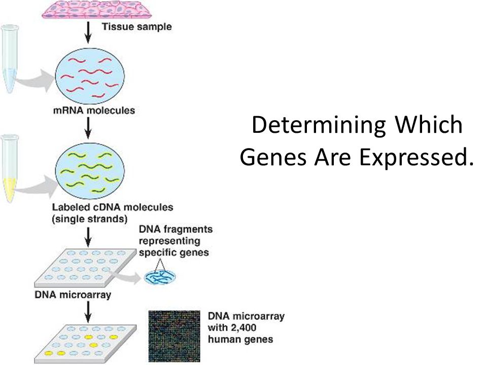 Determining Which Genes Are Expressed.