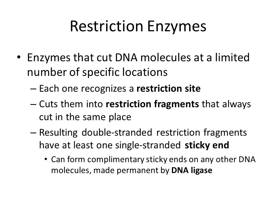 Restriction Enzymes Enzymes that cut DNA molecules at a limited number of specific locations – Each one recognizes a restriction site – Cuts them into restriction fragments that always cut in the same place – Resulting double-stranded restriction fragments have at least one single-stranded sticky end Can form complimentary sticky ends on any other DNA molecules, made permanent by DNA ligase